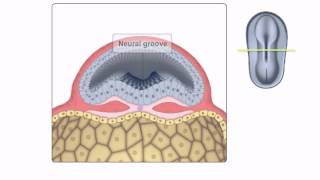 General Embryology  Detailed Animation On Neurulation [upl. by Anaytat]