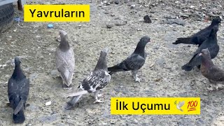 YAVRULARI İLK DEFA TURA SOKMA İLK UÇUM  Taklacı güvercin Oyunkuşu [upl. by Vivien]