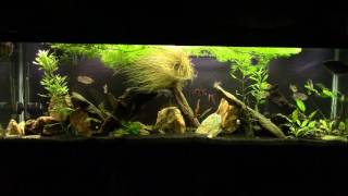 Nitrifying BacteriaThe Most Important Aquarium Inhabitant [upl. by Nekcarb]