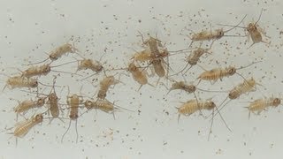 Breeding Crickets  Pinheads [upl. by Favata]