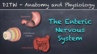 DITW  The Enteric Nervous System [upl. by Airamak333]