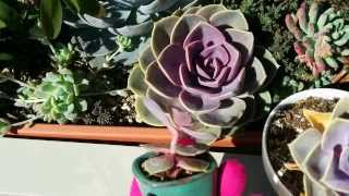 How to tell if your echeveria is thirsty or etiolated [upl. by Nylisoj796]