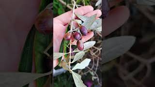 Making of olive oil in Liguria [upl. by Thorr668]