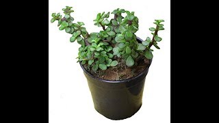 How To Water Jade Plant  The Correct Way To Water Jade And Other Succulents  Whimsy Crafter [upl. by Dolley]