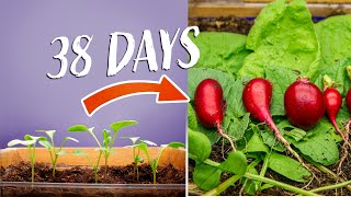 Growing Radish Time Lapse  Seed To Bulb in 38 Days [upl. by Airet]