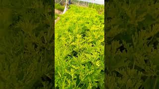 العطرشةاوالعطرة morocco plantable plantagarden اكسبلور plantathome shortvideo [upl. by Neelcaj]