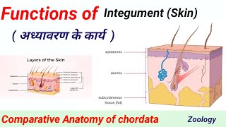 Functions of Skin  BSc Zoology  Semester Exam  RRBM UNIVERSITY Alwar RU Jaipur [upl. by Nifled835]