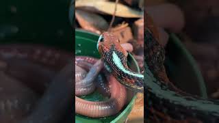 California redsided GARTER SNAKE slurping down EARTHWORMS Thamnophis sirtalis infernalis shorts [upl. by Adalie]