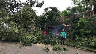 WATCH Felled Empangeni tree is not a protected species [upl. by Berty]