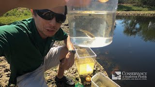 Mosquitofish  Can you guess what it eats [upl. by Jenny]