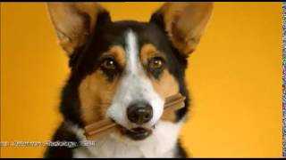 Dentastix  Un dentier pour chiens [upl. by Ahsenrad]