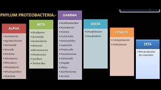 Dominio Bacteria Phylum Proteobacteria 1 [upl. by Gaal]