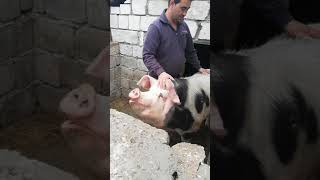 Porc de 250 kg la un an și o luna în decembrie [upl. by Enieledam]