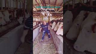 What the cow did to the manগরুটি লোকটাকে যা করলো।।shortvideo shorts foryou funny [upl. by Richter]