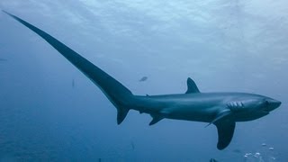 THRESHER SHARKS KILL PREY WITH TAIL [upl. by Htinek]