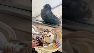 Le sourire incroyable dun chimpanzé en voyant un bébé au zoo [upl. by Clyde]