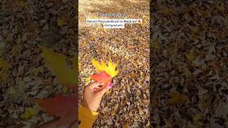 Check out natures finest paintbrush on Maple leaves🍁 during autumn 🇨🇦Autumn in Canada shortsviral [upl. by Federico]