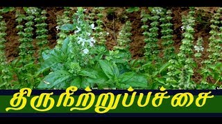 ocimum basilicum medicinal usesதிருநீற்றுப்பச்சை யின் வைத்தியம் [upl. by Crist]