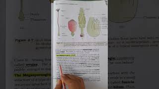 ovule structure in ovary of flowerbiology education cbse neet [upl. by Eniak]