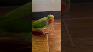 Ay mithu parrot cute parrottalking youtubeshorts [upl. by Alvina13]