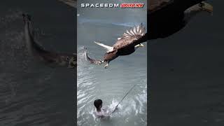 AMAZING THE EAGLE TAKES THE FISHING CATCH [upl. by Araf]