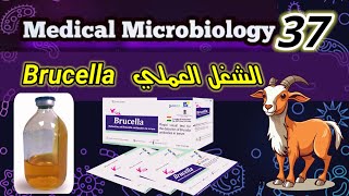 Brucella الشغل العملي للبكتيريا المسببة للحمي المالطية [upl. by Gass147]