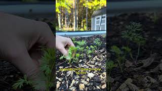 Thinning out Carrots in the Winter Garden  shorts raisedbeds veggies gardening [upl. by Lleneg]