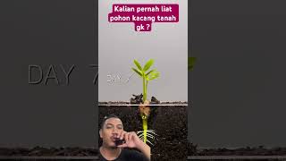 Kalian pernah liat gk  gardening plants farming agriculture garden timelapse mhdmabrur [upl. by Marfe]