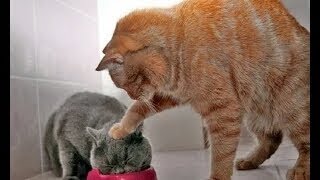 10 Menit Video Tingkah Lucu Kucing Bikin Ketawa Ngakak [upl. by Niveb]