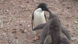 Adelie Penguins feeding their Chicks  Antarctica [upl. by Anitsrhc]