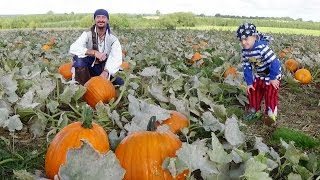 🎃 HALLOWEEN PUMPKIN PICKING at Cattows Farm Heather Leicestershire 🎃 [upl. by Ylrad530]