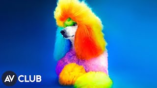 Lets take a peek at the colorful world of creative dog grooming [upl. by Eiluj306]