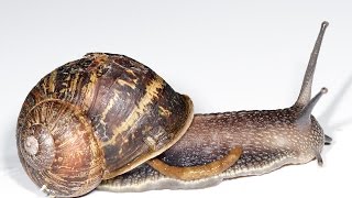 HOW TO USE A MORTAR AND PESTLE FOR SNAIL EXECUTION IN THE SOLARIUM GEEZER TIPS AND LIFE HACKS [upl. by Carver238]