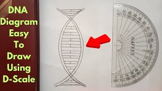 How to Easily Draw a DNA Diagram Using the DScale Method [upl. by Ahsoem886]