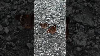 Dancing moths Insect Flying Eyes OrangeAndBlack bug [upl. by Colvin]