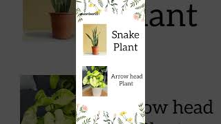 The best indoor plants  List of plant names with images Vocabulary Shorts English LearnSmart221 [upl. by Innaig]