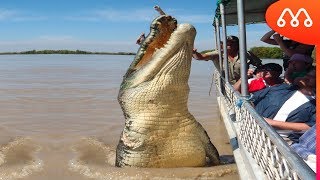 O GIGANTE CROCODILO BRUTUS [upl. by Corri]