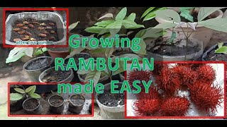 How to grow Rambutan from seeds  Rambutan seedlings [upl. by Inig]