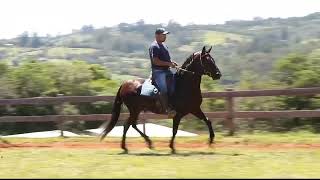 LOTE 03 ONASSIS DA FIGUEIRA [upl. by Goulet]