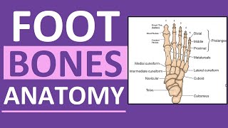 Foot Bones Anatomy Mnemonic Tarsals Metatarsals Phalanges [upl. by Ttreve]