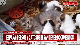 ¿DNI para gatos y perros en España [upl. by Illona8]