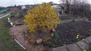 Forsythia x intermedia Learn the basics in one minute UK [upl. by Eceirehs609]