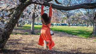 Cherry Blossom Season  Dating in Washington DC [upl. by Elfreda]