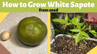 How to Grow White Sapote from Seed [upl. by Aurelius]