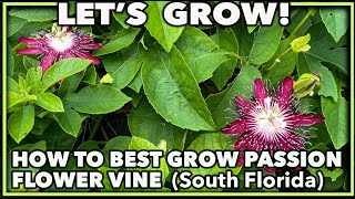 HOW TO GROW PASSION FLOWER VINE [upl. by Cassy]