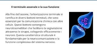 Assone del Neurone Struttura Funzioni e Trasmissione Nervosa [upl. by Alphonse]