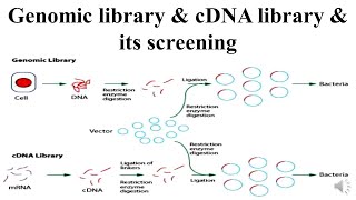 Genomic library amp cDNA library amp its screening [upl. by Anehs]