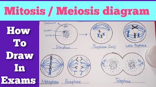 Easy steps to draw mitosismeiosis diagram  Mitosis diagram  Meiosis diagram [upl. by Edrick]