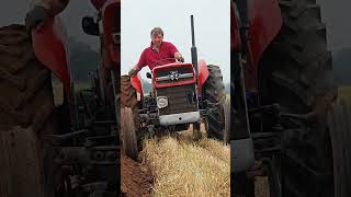 Massey Ferguson 135 at Staffs and Birmingham Lichfield District Ploughing Sun 10th September 2023 [upl. by Akeyla]