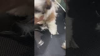 Grooming timecutepuppyshitzu🥰🥰 [upl. by Bennink196]